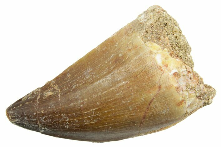 Fossil Mosasaur (Thalassotitan) Tooth - Morocco #364060